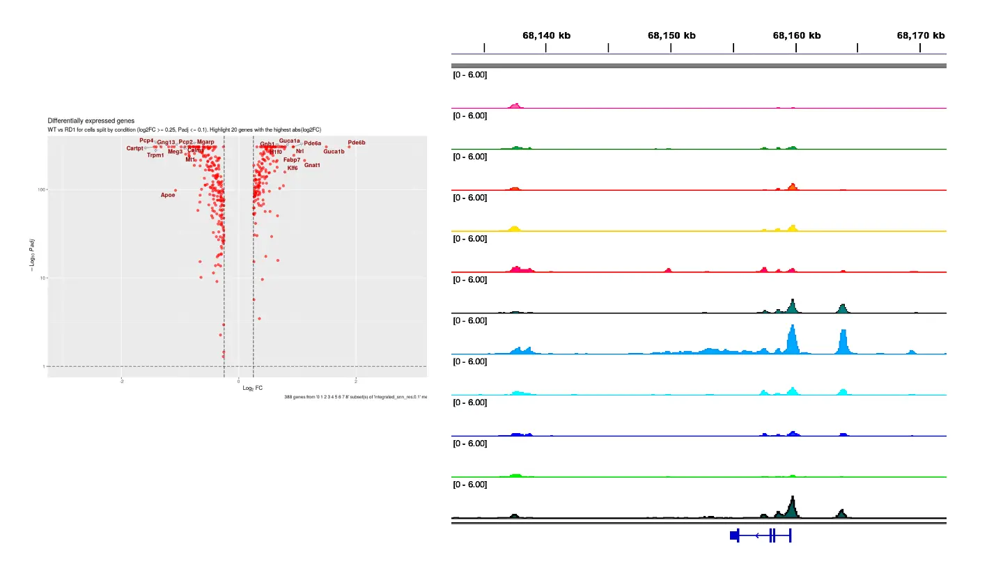 Differential binding or accessibility analysis with Seurat or DESeq2 for pseudobulks